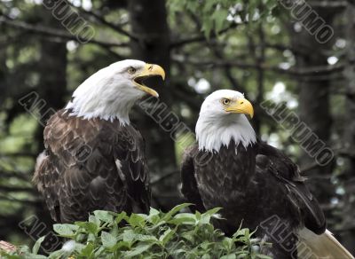 Eagle Pair