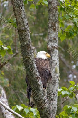 Eagle in Tree Eagle in Tree