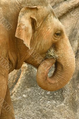 Elephant Feeding Elephant Feeding