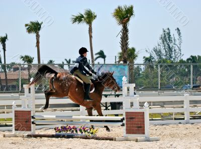 Equestrian Competition 2