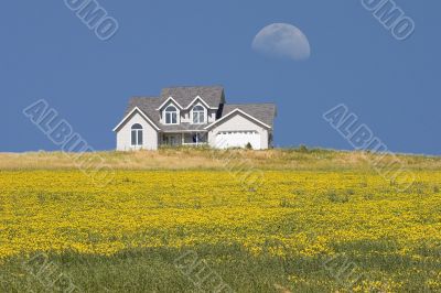 House in the Meadow