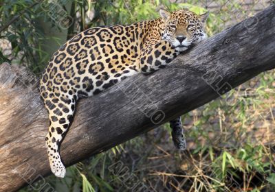 Lazy Leopard Lazy Leopard