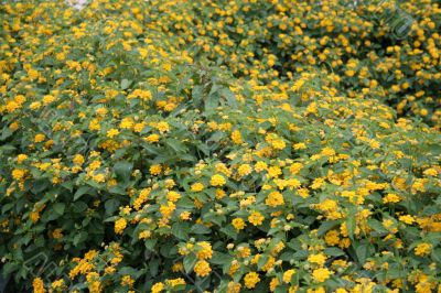 wild sage flower garden wild sage flower garden