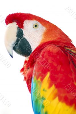 red macaw