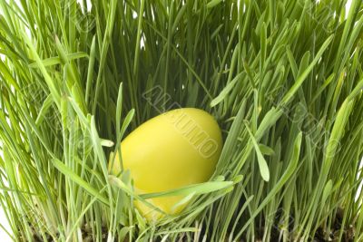 Yellow easter-egg