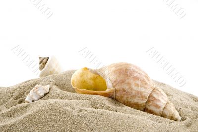 Shells on the beach Shells on the beach