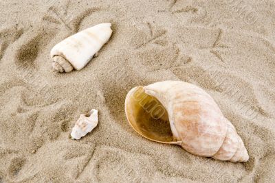 shells with footprints
