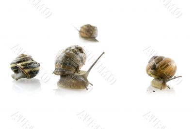 solitaire snails