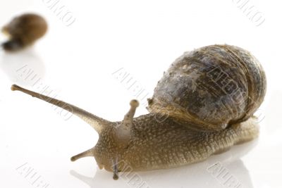 slow snail