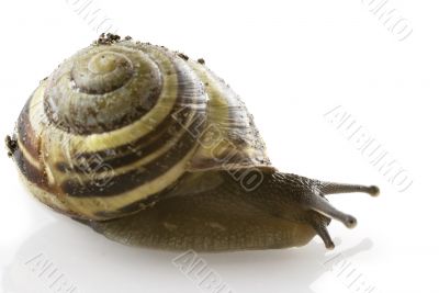 spiraled snail