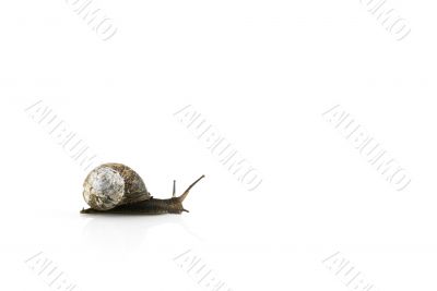 blanc snail-road