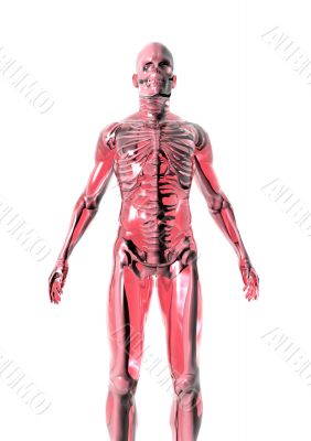 Anatomy_red