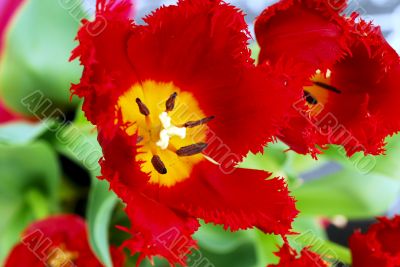 Red Tulip Flower