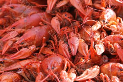 Red boiled crayfishes
