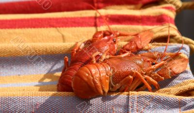 Two large crayfishes