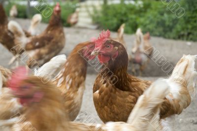 many chickens on the farm