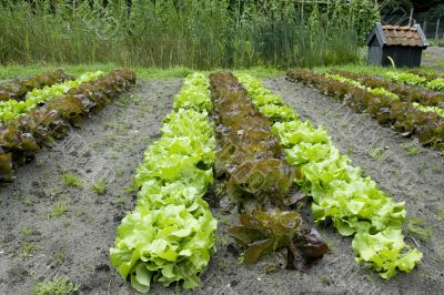 Lettuce in the garden