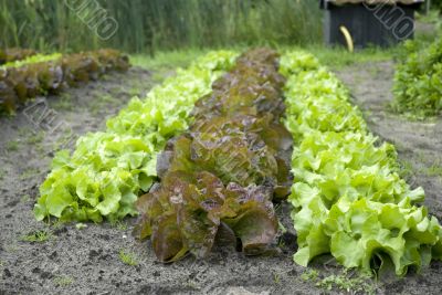 red and green salad red and green salad