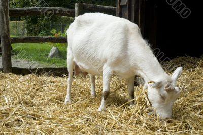goat on the farm