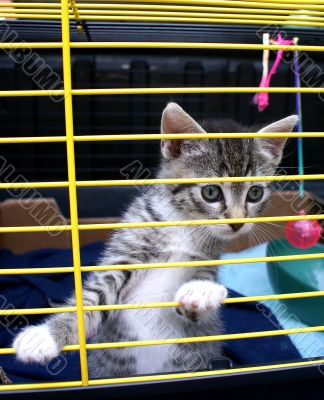 Kitten in cage.