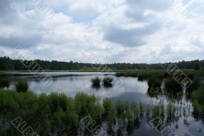 Bushes in the water.