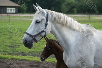 Mare with her foal.