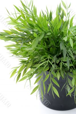 Plant.