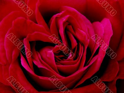 A red rose. A red rose.