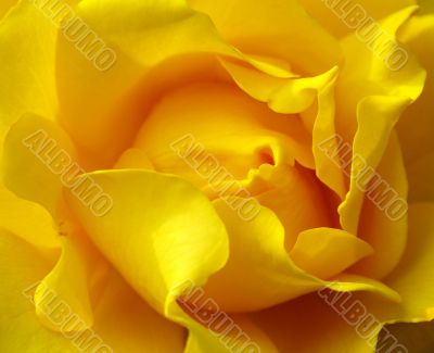 Yellow rose.