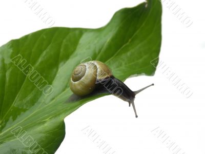 Snail on leaf.