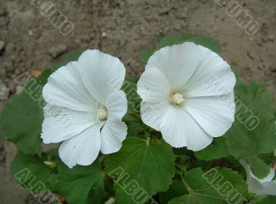Graceful white flower