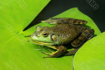 Green frog on lily pad