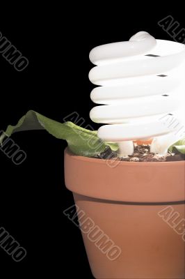 Light Bulb Potted Plant