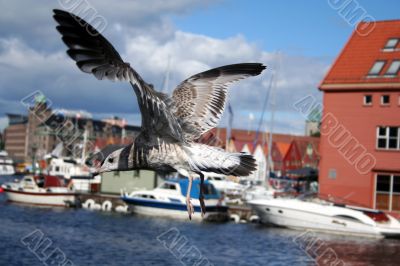 Seagull in a blue sky