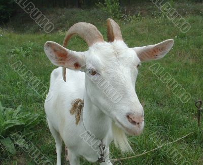 Portrait of a goat