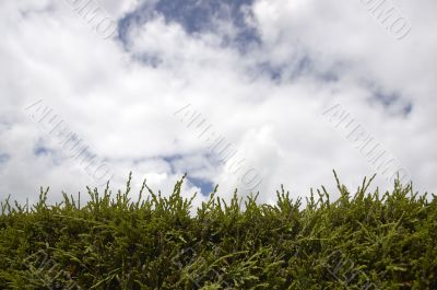 Hedge and sky