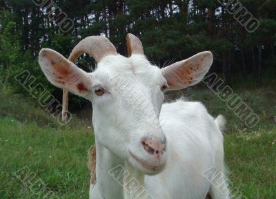 The white goat