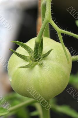 Organic Tomato Growing on the Vine