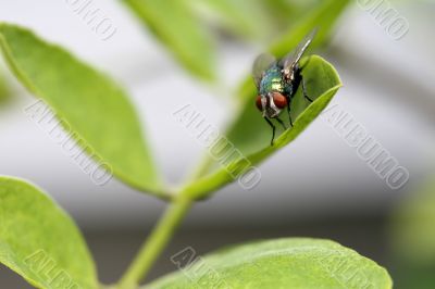 Green Fly on Leaf Green Fly on Leaf