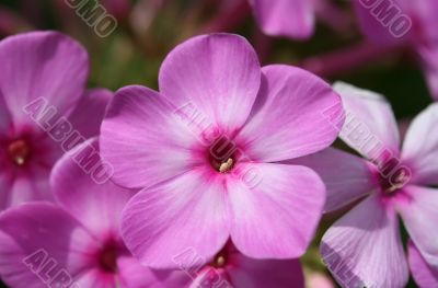 Pink Flowers