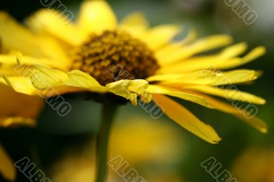 Yellow Flower