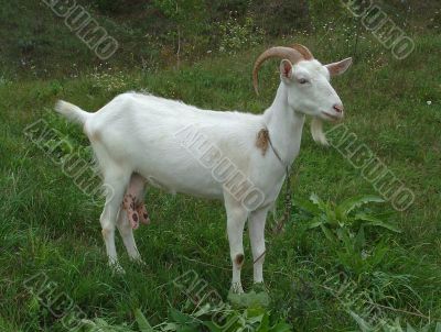 The white goat `Yana`