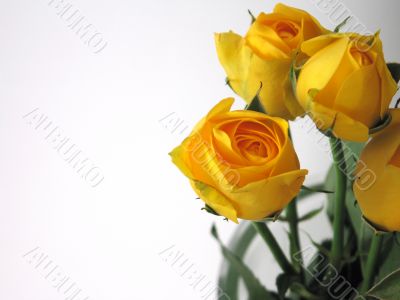 Yellow Roses