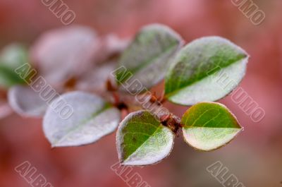 leaf on the branch