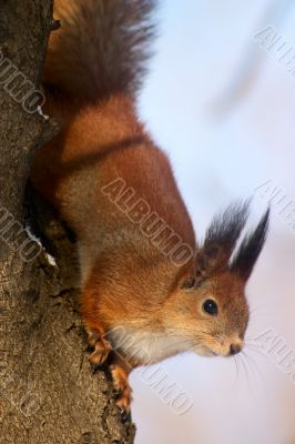 red squirrel