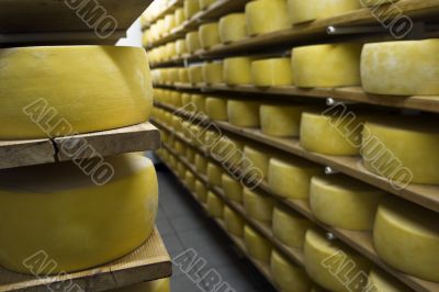 Cheese drying in shelf