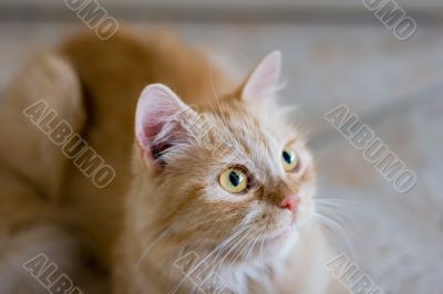 Rufous cat lying on ceramic tile floor and look forward #3