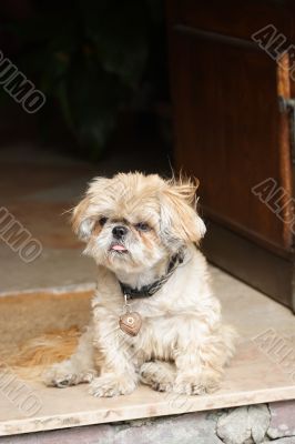 Little shaggy dog sitting in a door frame #1