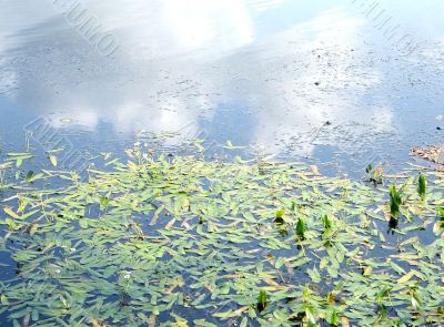 Water&amp;Sky Background