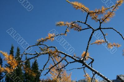 Detail, branches, Western larch